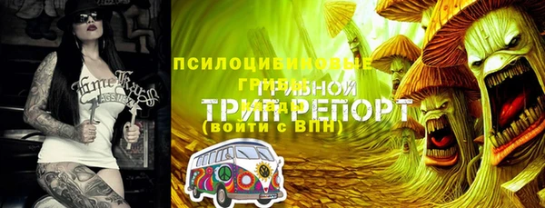 гашик Дмитров